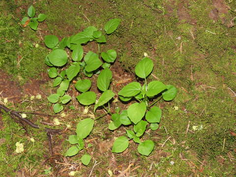 Image of small enchanter's nightshade