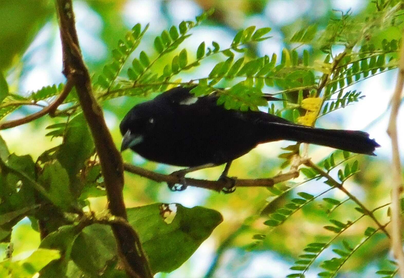 Image of White-shouldered Tanager