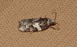 Image of Eastern Black-headed Budworm Moth