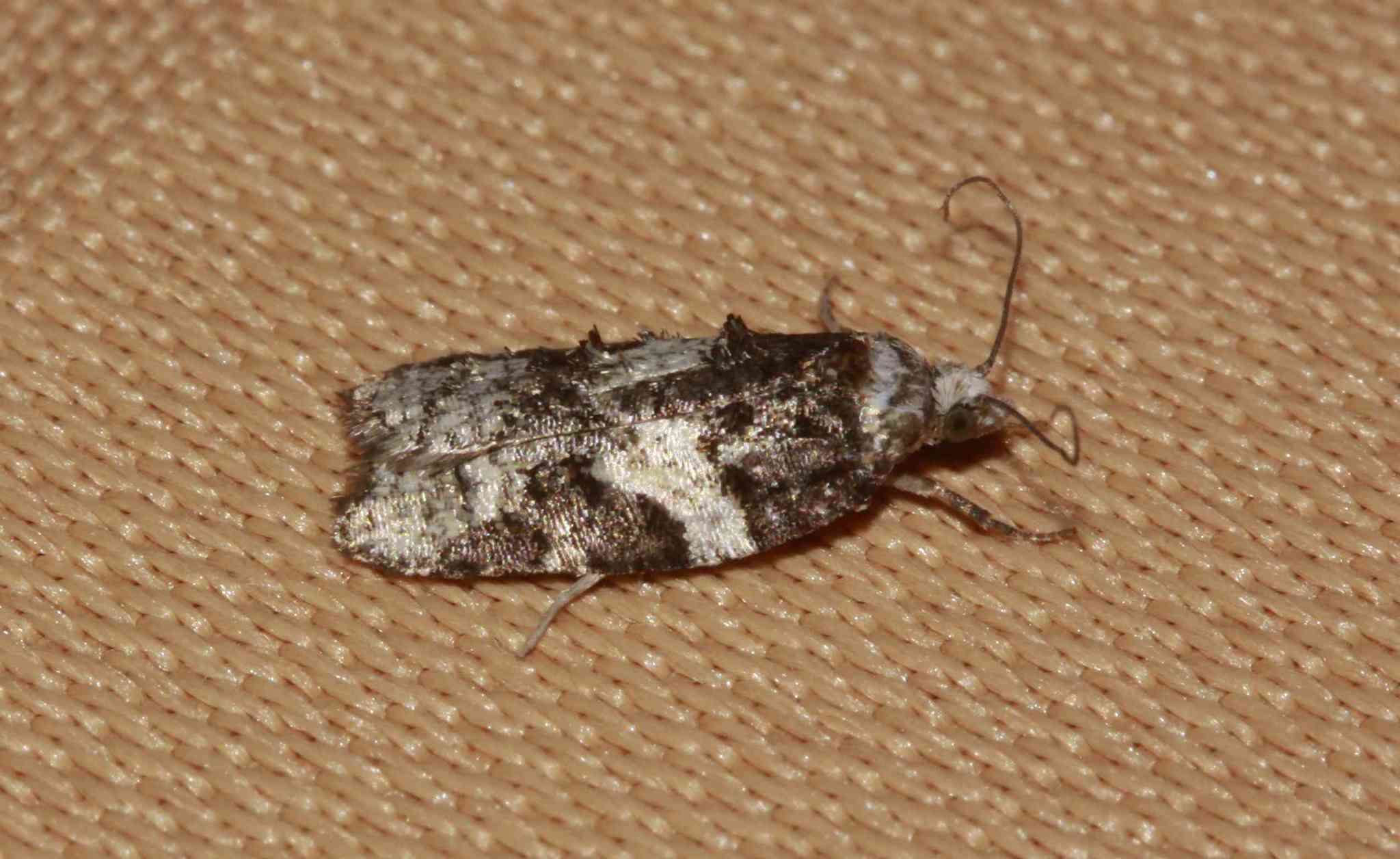 Image of Eastern Black-headed Budworm Moth