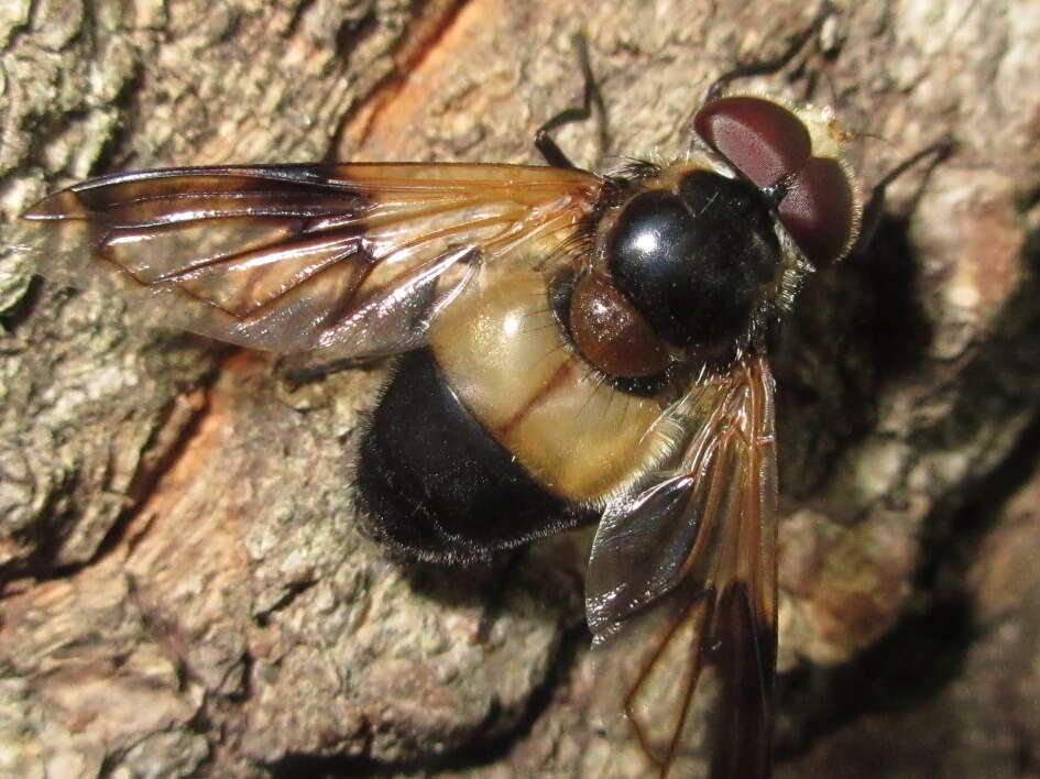 Image of Volucella tabanoides Motschulsky 1859