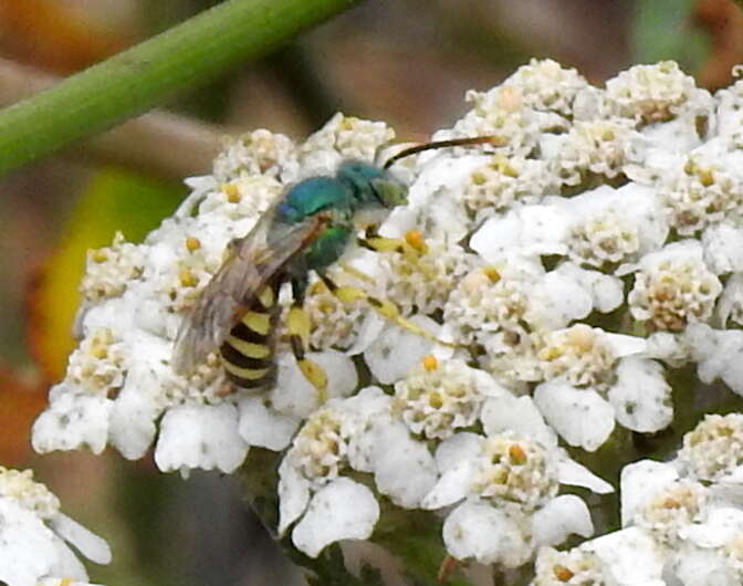 Agapostemon texanus Cresson 1872的圖片