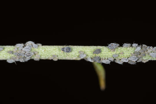 Image of Aphid