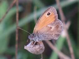 Image of small heath