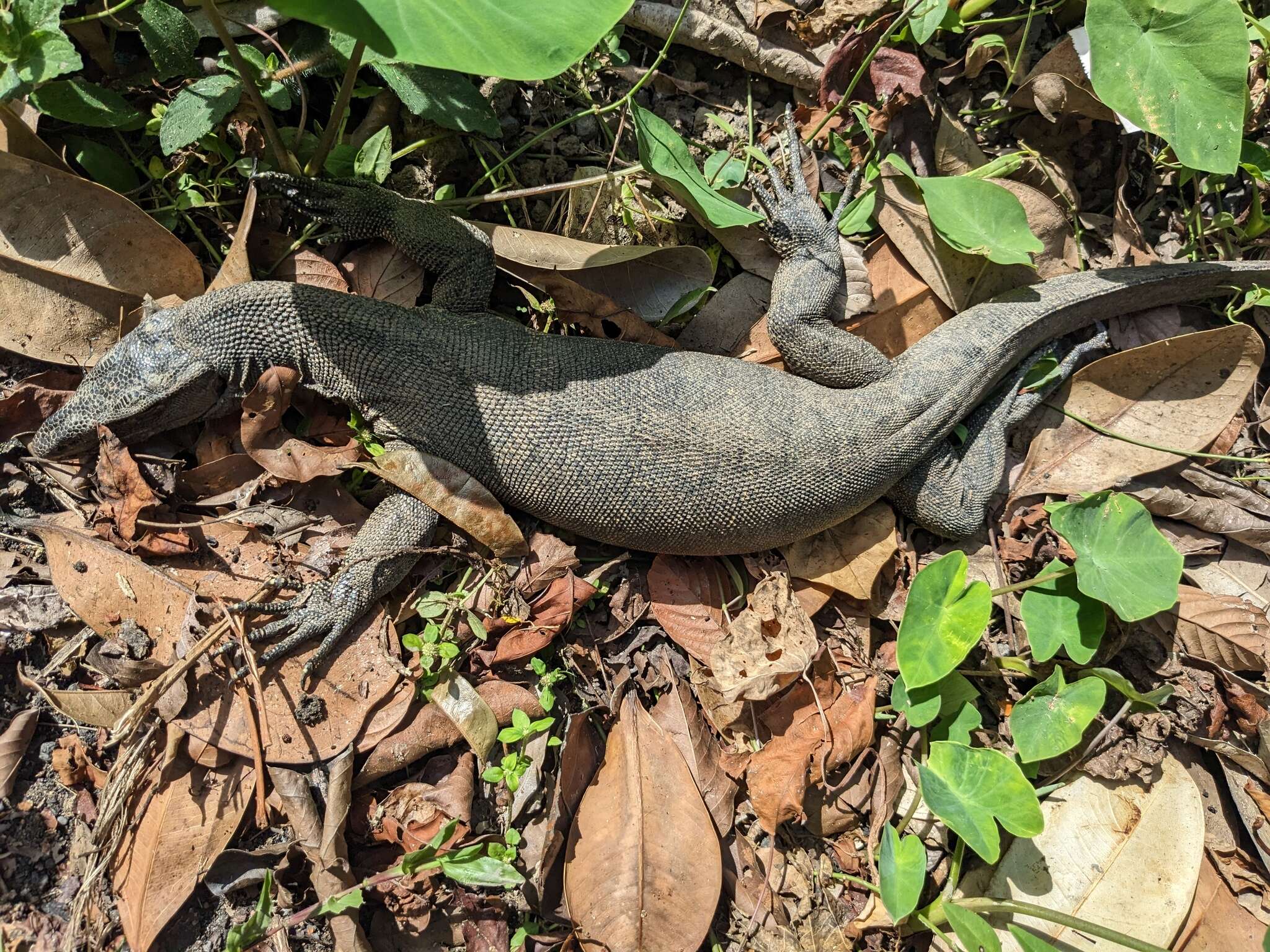 Image of Varanus salvator andamanensis Deraniyagala 1944