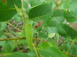 Image de Aristolochia ornithopterae Buchwalder & Wanke