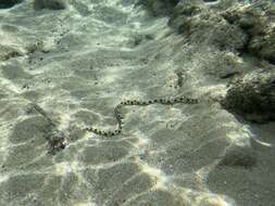 Image of Hawaiian spotted snake eel