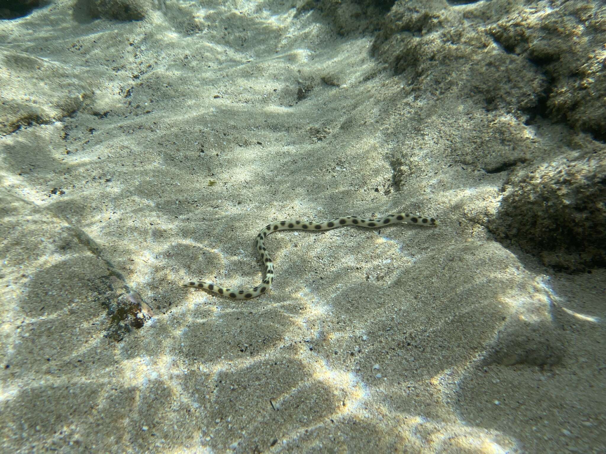 Image of Hawaiian spotted snake eel