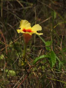 Image of Mandevilla hirsuta (Richard) Malme