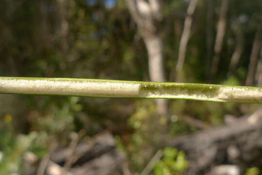 Imagem de Juncus pallidus R. Br.