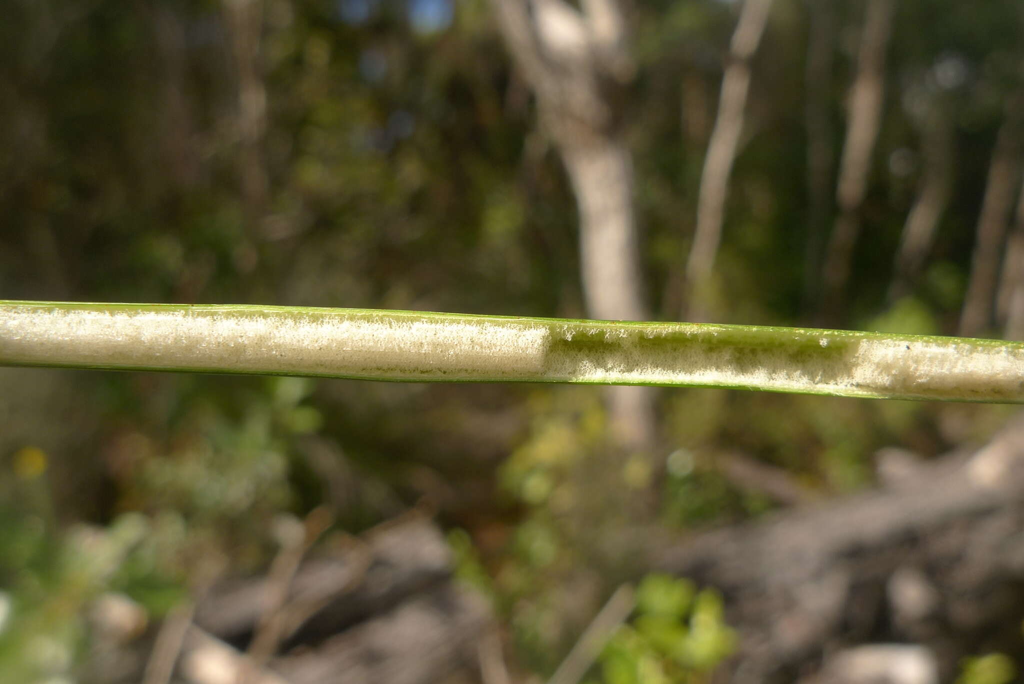 Imagem de Juncus pallidus R. Br.