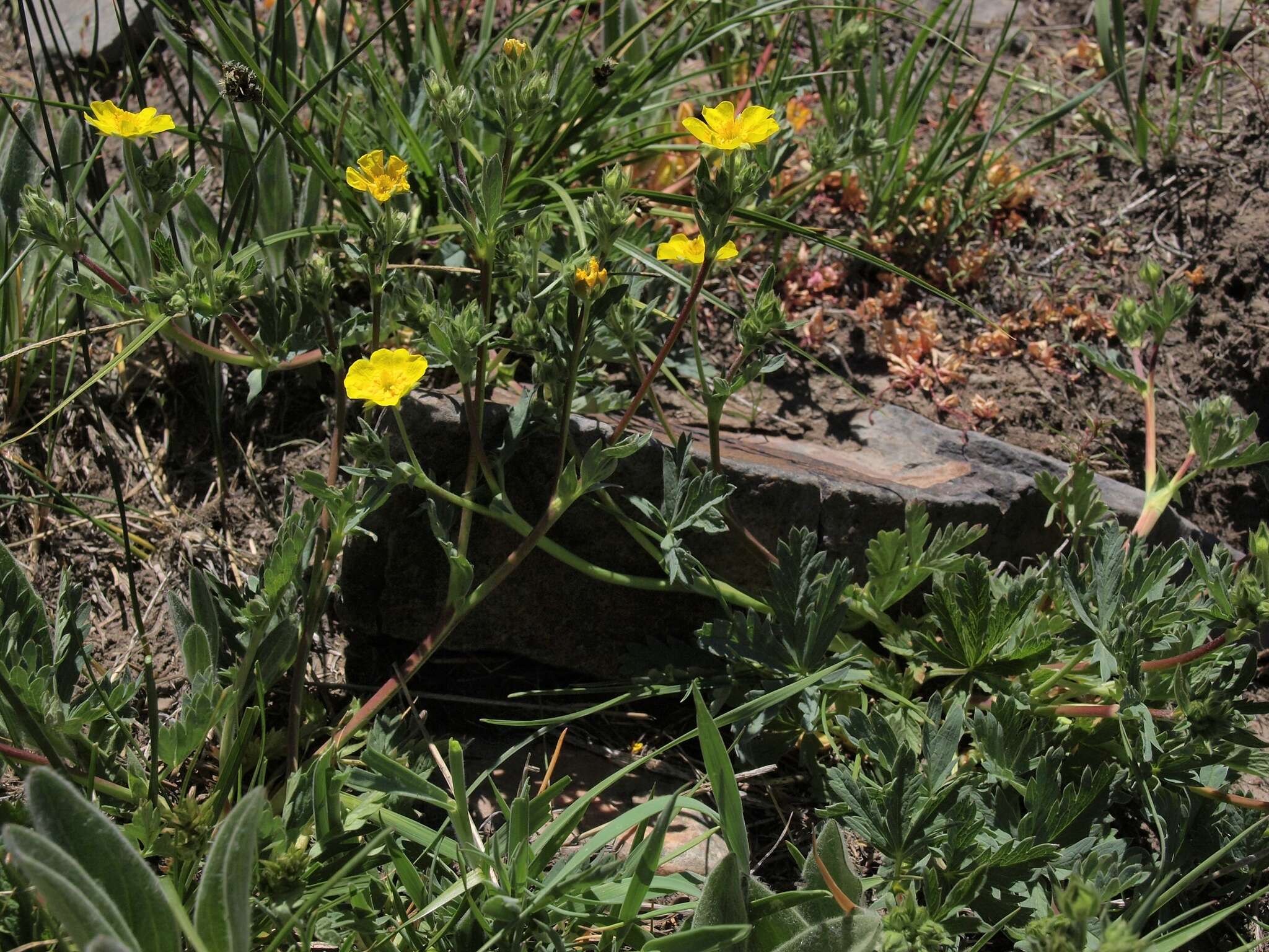 Image of mountainmeadow cinquefoil