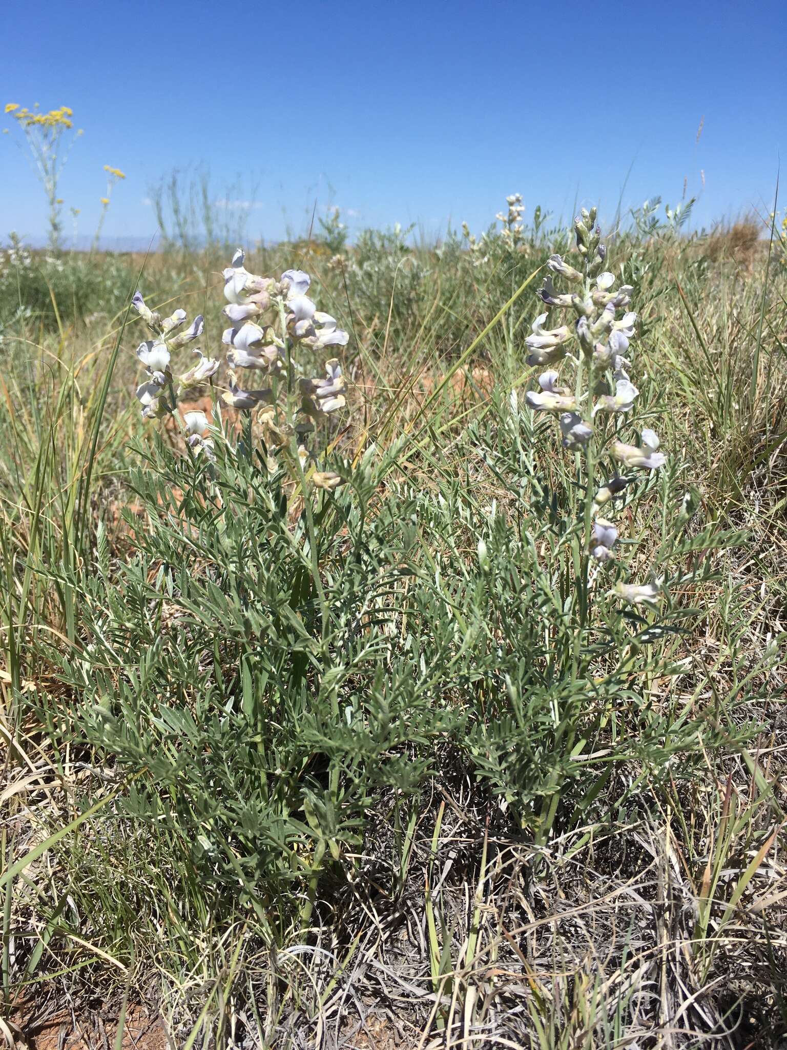 Image of silky sophora