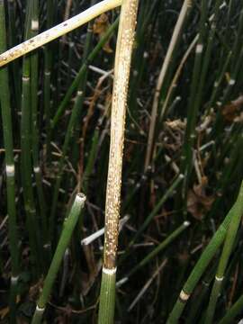 Image of Equisetum hyemale subsp. hyemale