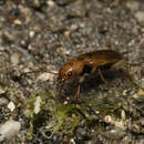 Image de Nebria (Tyrrhenia) testacea G. A. Olivier 1811