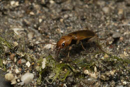 Image of Nebria (Tyrrhenia) testacea G. A. Olivier 1811