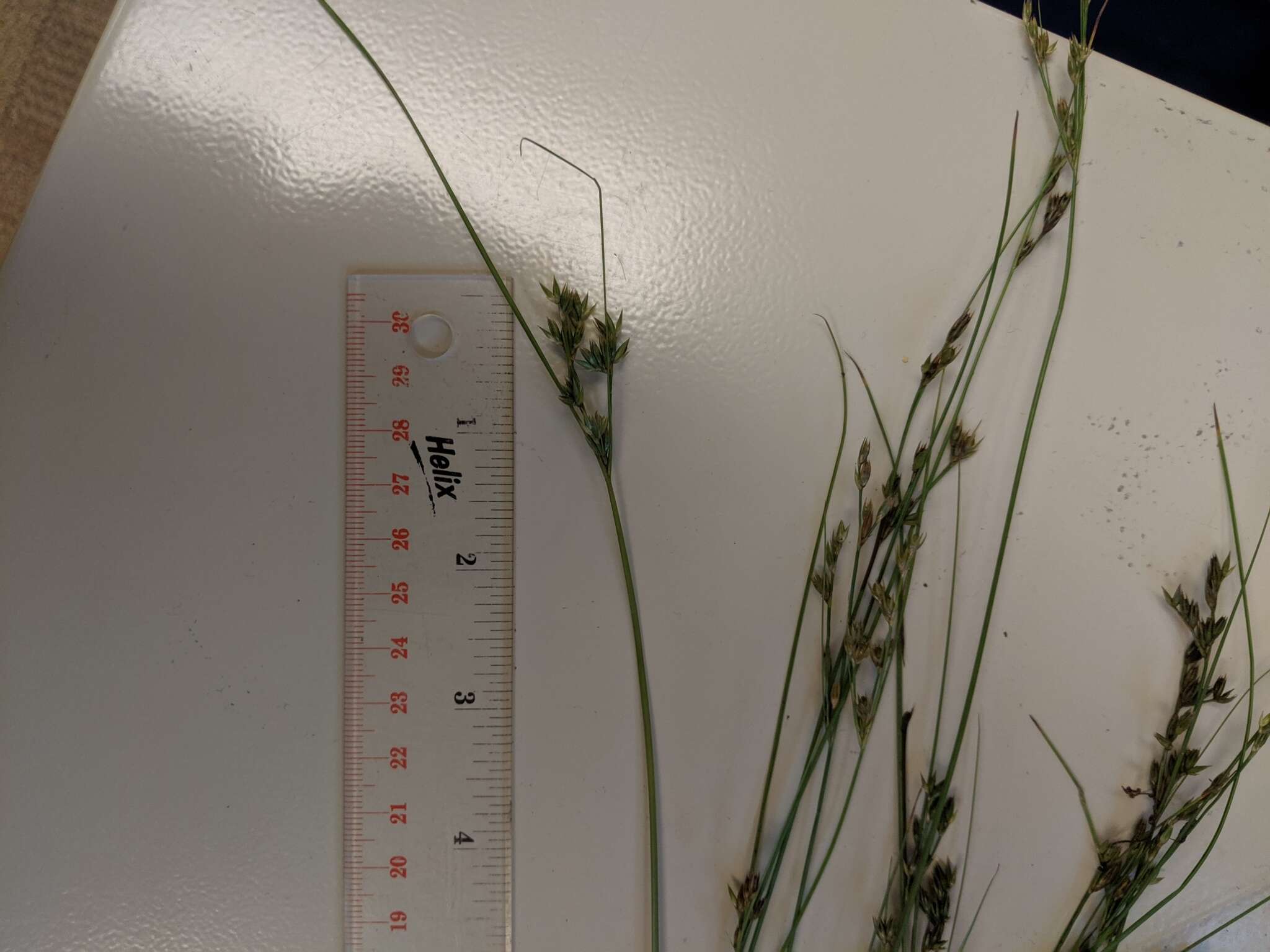 Слика од Juncus dudleyi Wiegand