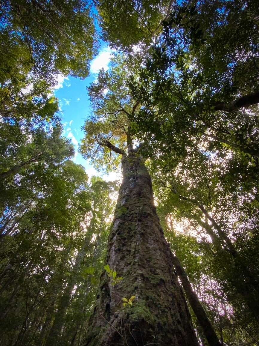 Imagem de Nothofagus moorei (F. Muell.) Krasser