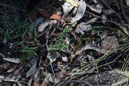 Image of Orianthera pusilla (R. Br.) C. S. P. Foster & B. J. Conn