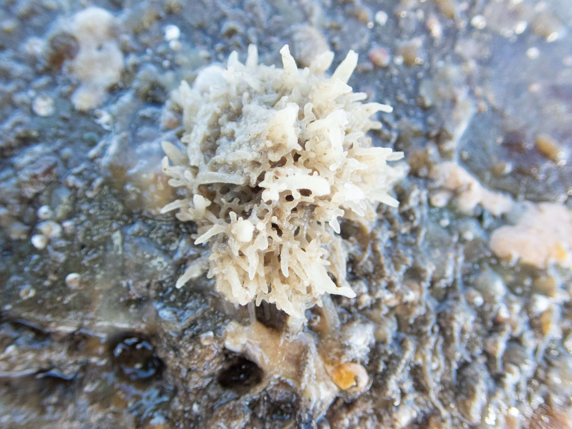 Image of orange pipe calcareous sponge