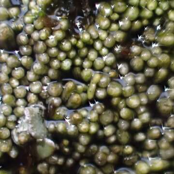 Plancia ëd Bryochiton microscopicus Döbbeler & Poelt 1978