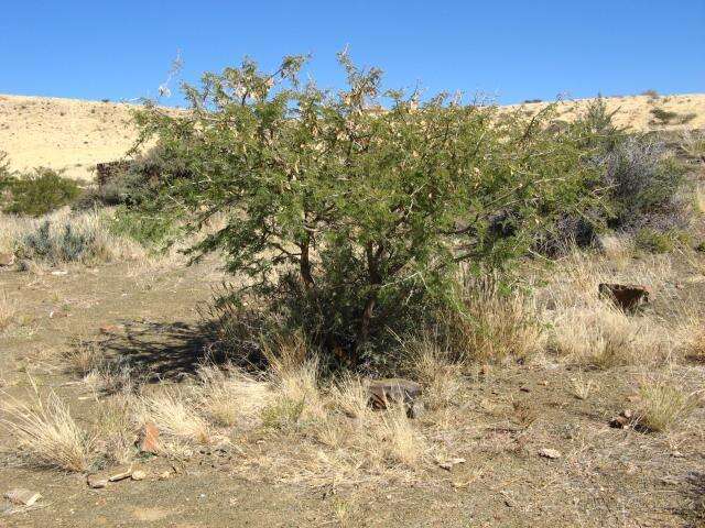 Image of Bushy three-thorn acacia