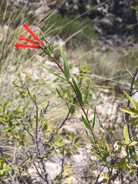 Imagem de Bouvardia tenuifolia Standl.