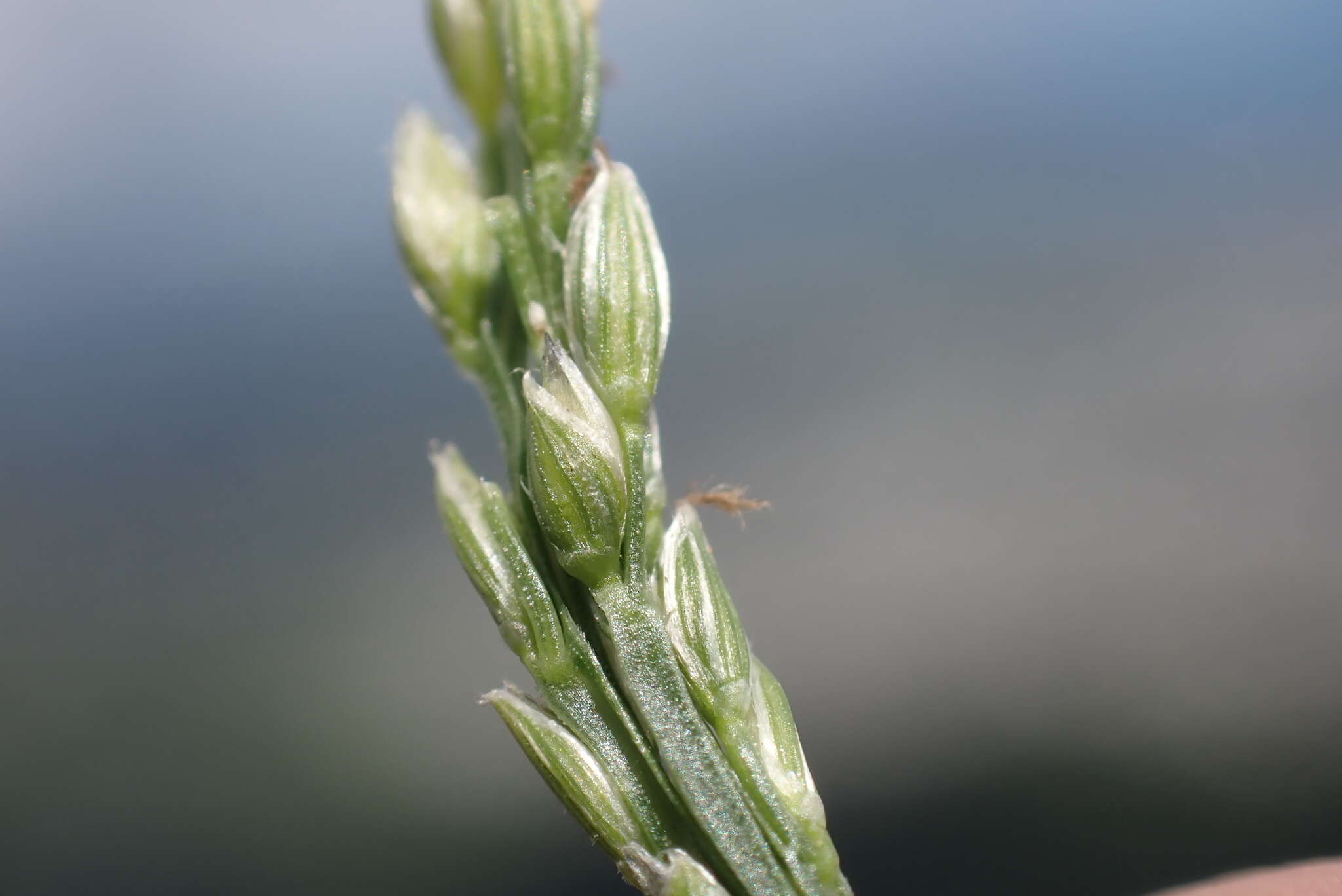 Image of Digitaria henryi Rendle