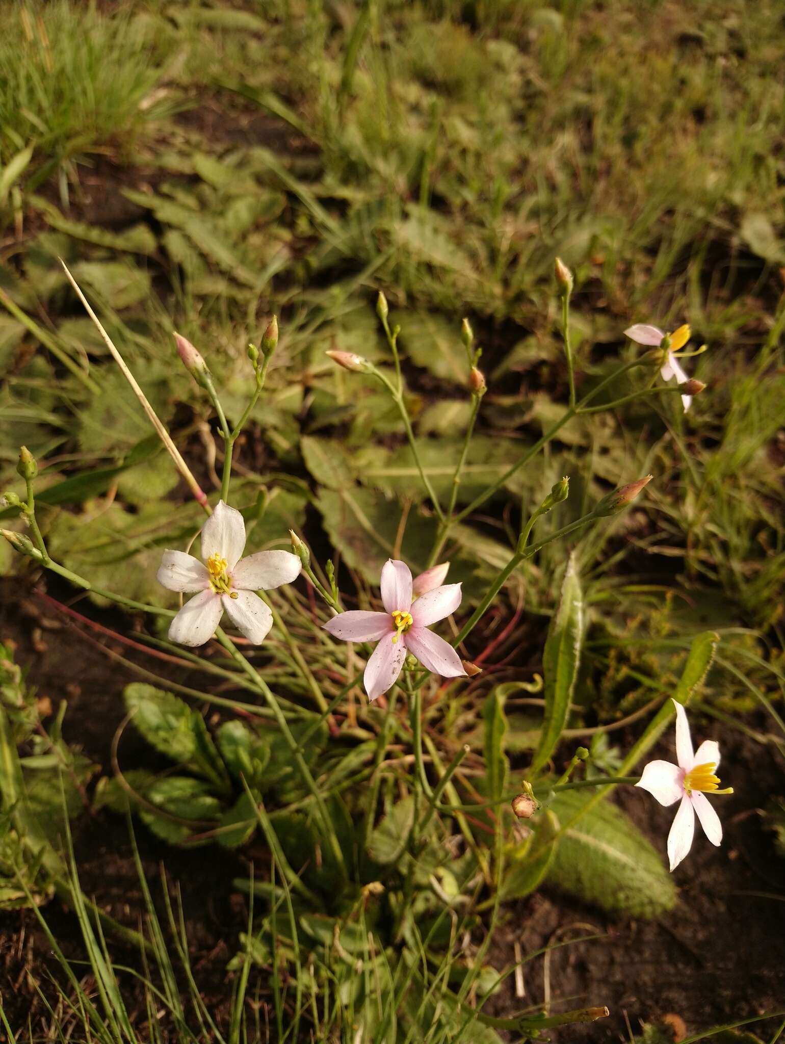 Chironia palustris Burch. resmi