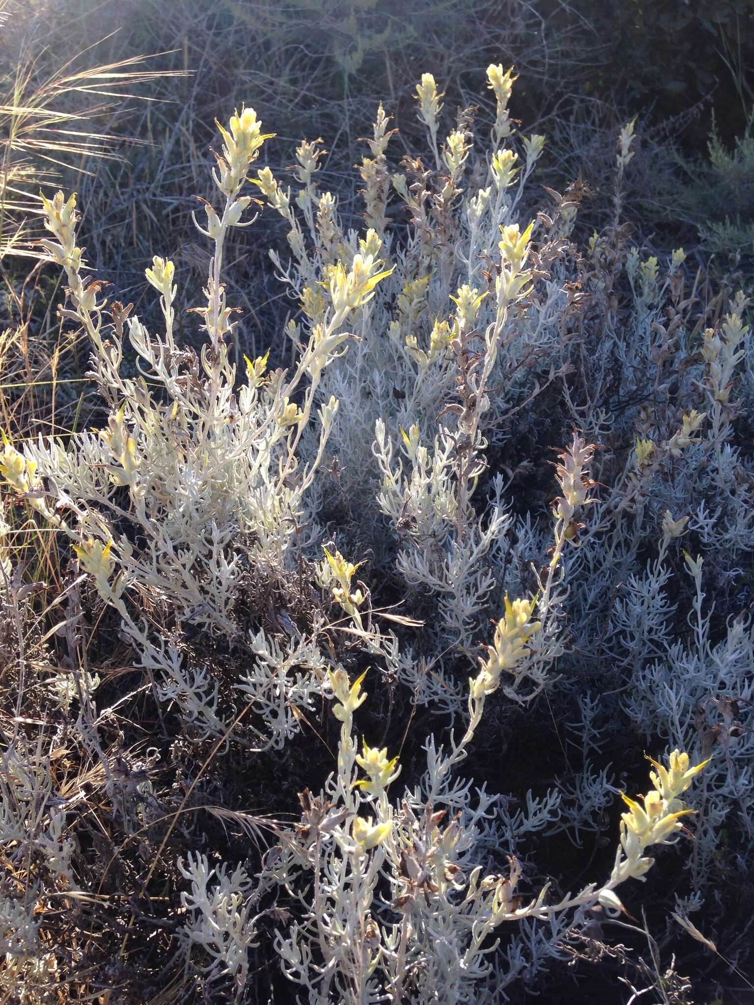 Image of whitefelt Indian paintbrush