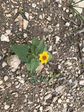 Image of Heliopsis annua Hemsl.