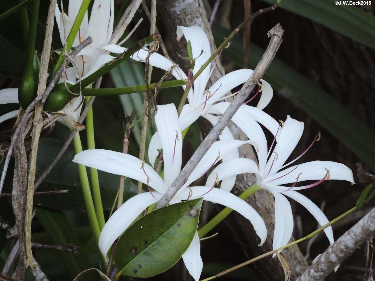 Image de Crinum americanum L.