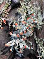 Image of Ravenel's cup lichen