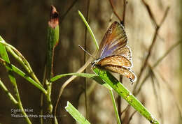 صورة Theclinesthes onycha (Hewitson 1865)