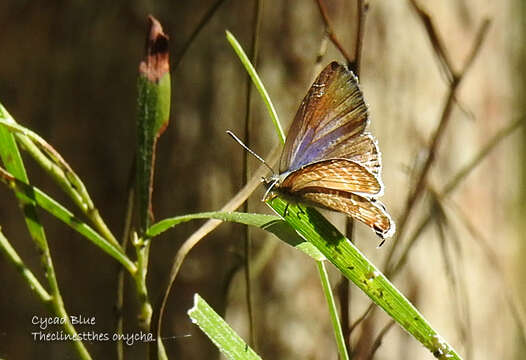 صورة Theclinesthes onycha (Hewitson 1865)