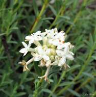 Image of Pimelea glauca R. Br.