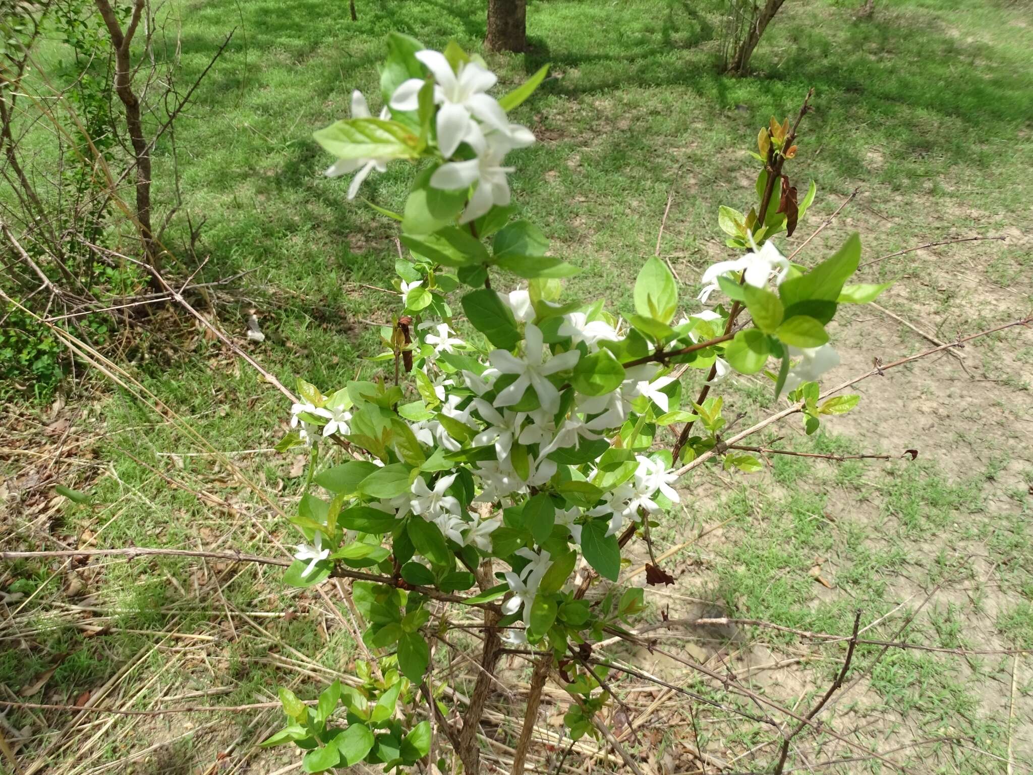 Image of Feretia apodanthera Delile