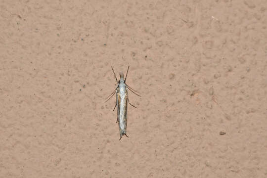 Image of Mesocrambus