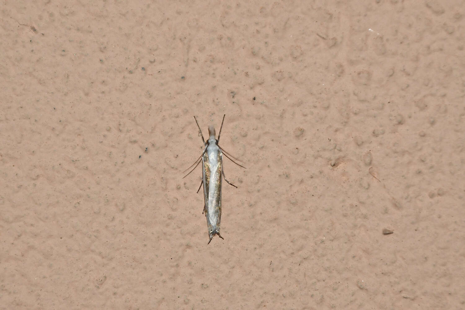 Imagem de Mesocrambus candiellus Herrich-Schäffer 1848