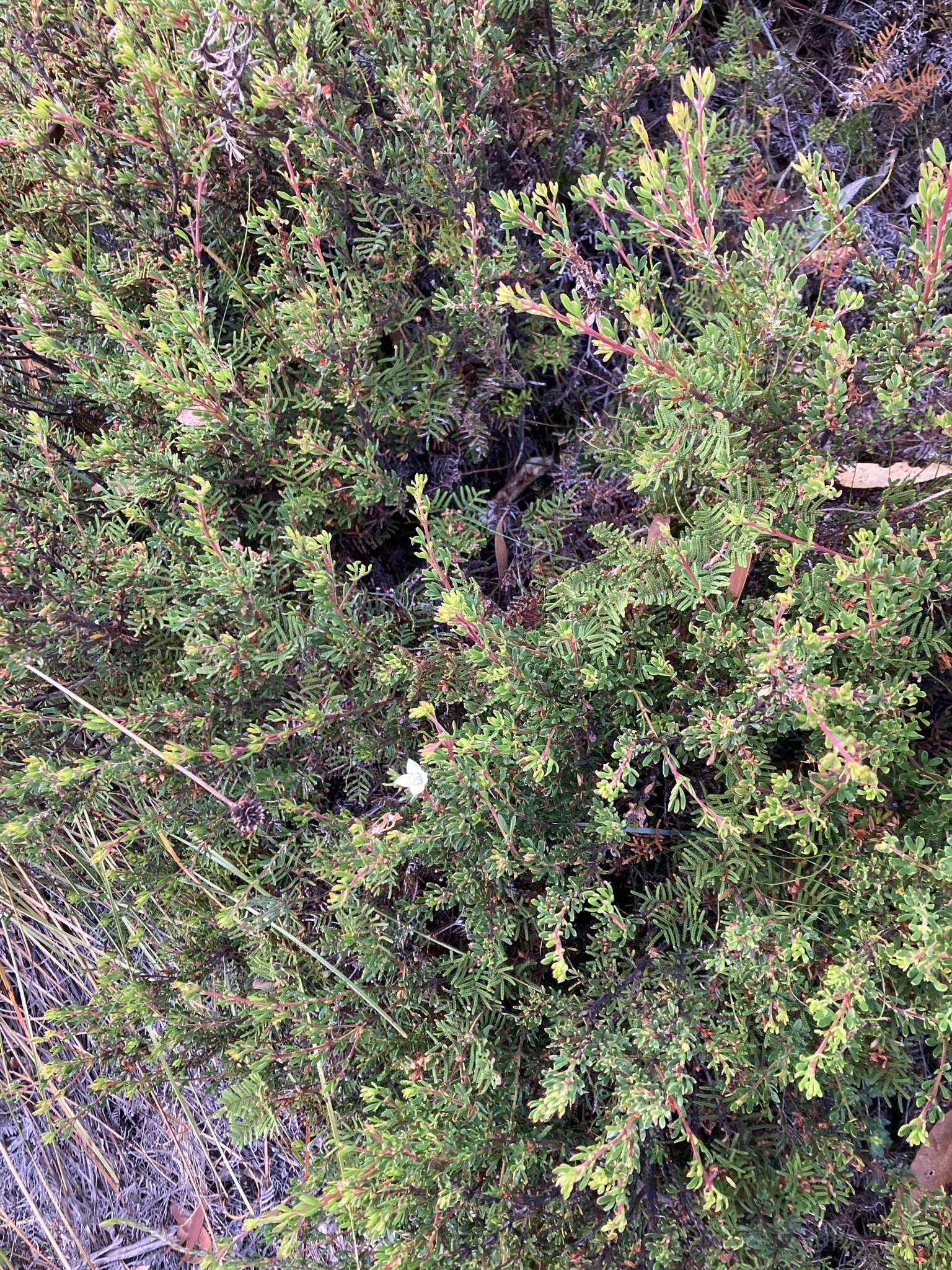 Image of Boronia citriodora subsp. citriodora