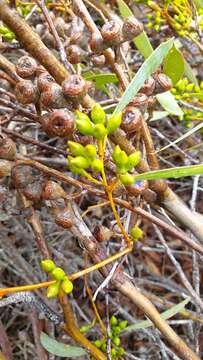 Слика од Eucalyptus diversifolia subsp. diversifolia