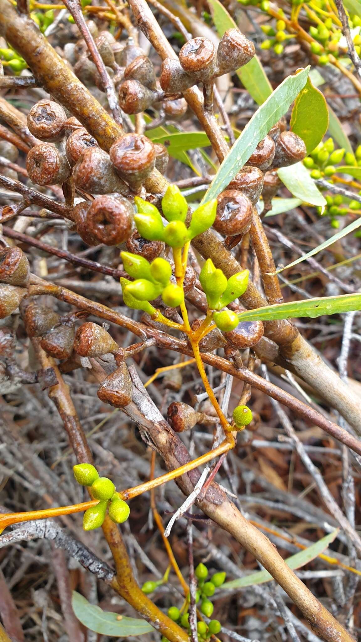 Imagem de Eucalyptus diversifolia subsp. diversifolia