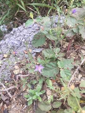 Image of splitleaf gilia