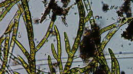 Image of Chaetophoraceae