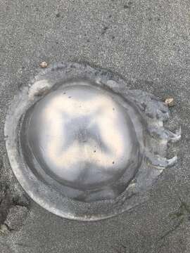 Image of barrel jellyfish