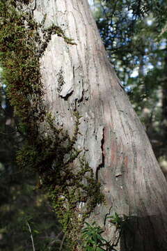 Image of Archeria traversii Hook. fil.