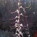 Image of Himantoglossum caprinum subsp. caprinum