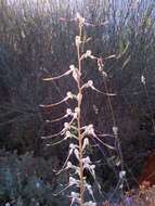 Himantoglossum caprinum subsp. caprinum resmi