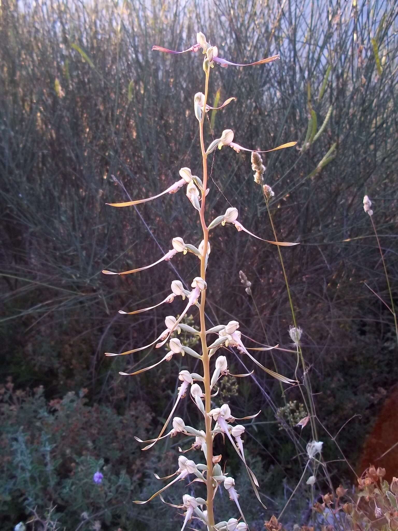 Himantoglossum caprinum subsp. caprinum resmi