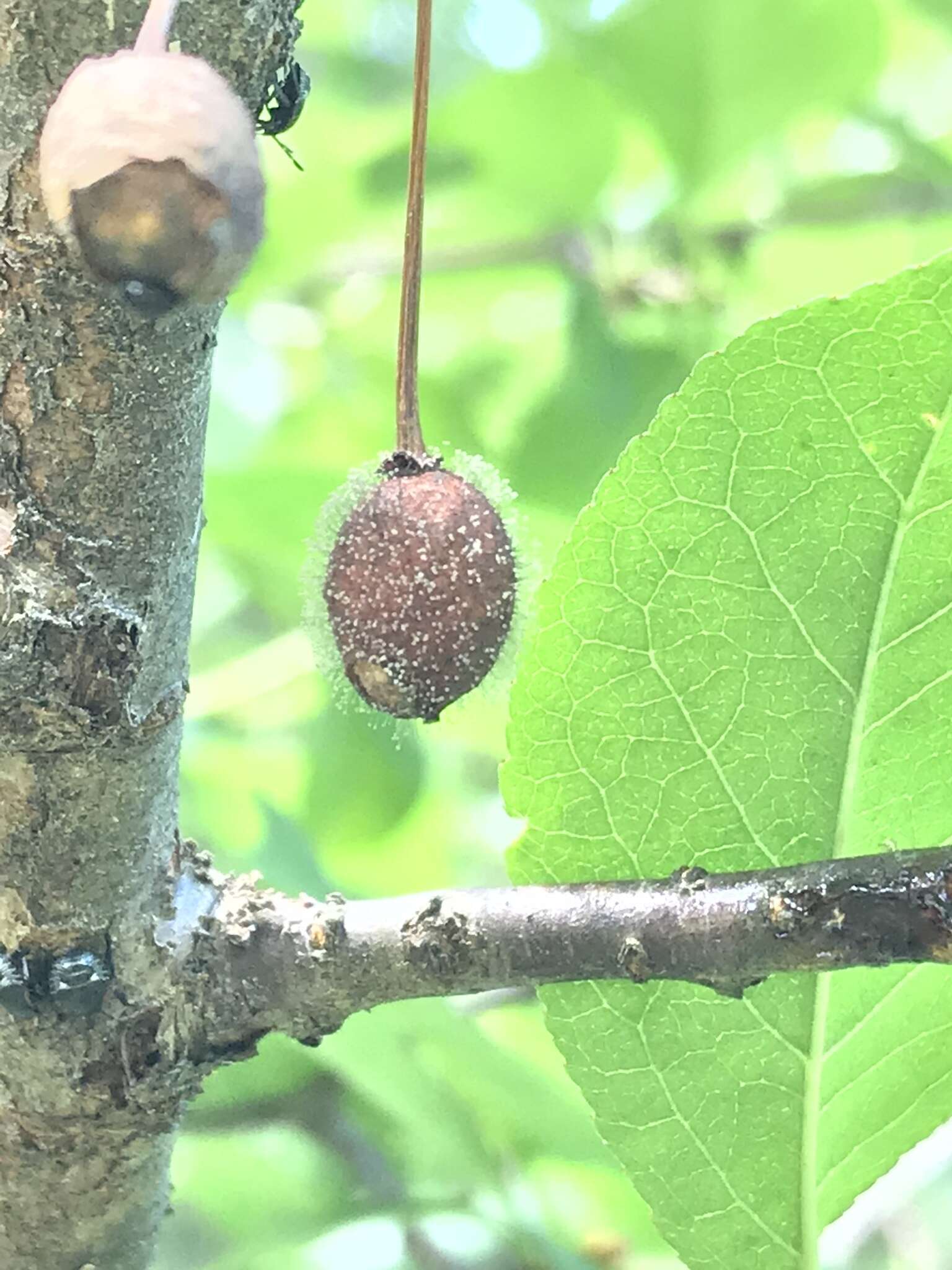 灰核盤菌的圖片